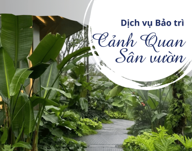 #1 Trồng cỏ nhung Nhật