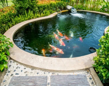 Cách chăm sóc hồ cá Koi sân vườn: Đảm bảo sức khỏe và vẻ đẹp cho hồ cá