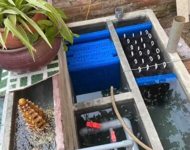 #1 Hệ thống lọc hồ cá Koi
