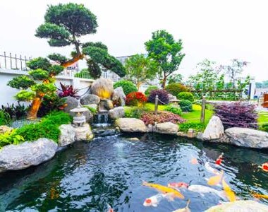 #1 Có nên làm hồ cá Koi nhỏ trước nhà?
