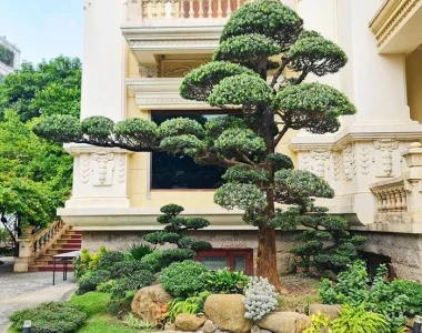 Thi công sân vườn biệt thự Quận 2